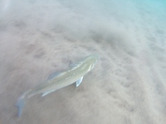 Dicentrarchus labrax