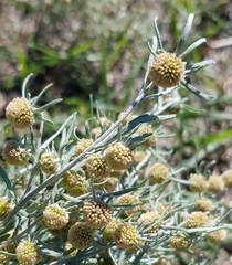 Artemisia macrocephala
