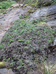 Gleichenia