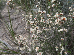 Cryptandra tomentosa