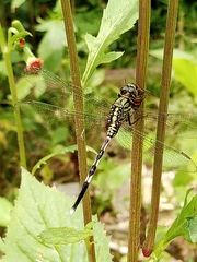 Orthetrum sabina