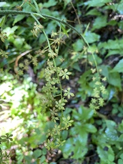 Veratrum parviflorum