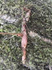 Davallia canariensis