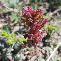Teloxys aristata