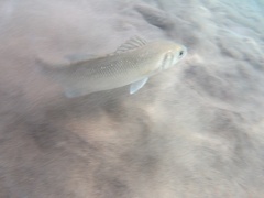 Dicentrarchus labrax