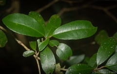Croton acronychioides