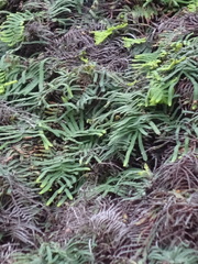 Gleichenia