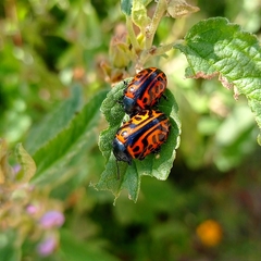 Calligrapha mexicana