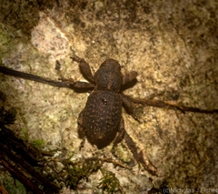 Poropterus difficilis