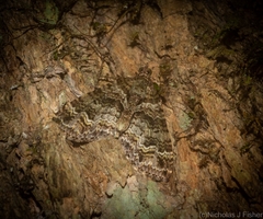 Crasilogia gressitti