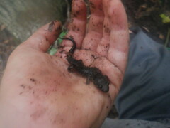 Plethodontinae