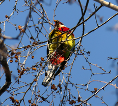 Platycercus eximius