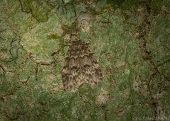 Scaphidriotis xylogramma