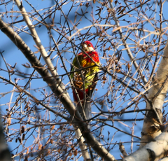 Platycercus eximius