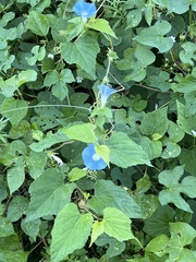 Ipomoea hederacea
