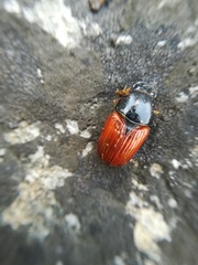 Coprimorphus scrutator