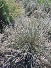 Stipa splendens