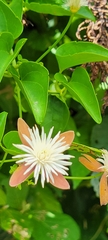 Clematis tashiroi
