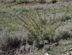Urtica cannabina