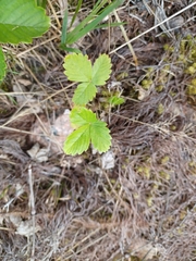 Fragaria viridis