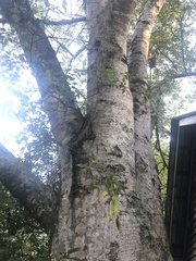 Celtis laevigata