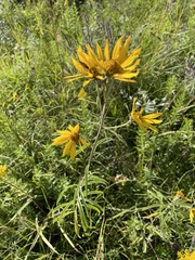 Helianthus maximiliani