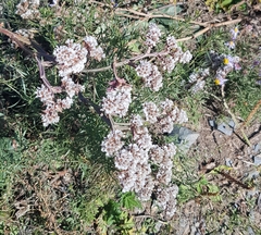 Goniolimon speciosum