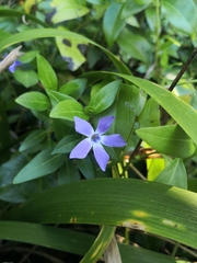 Vinca