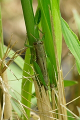 Pseudoxya diminuta