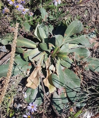 Goniolimon speciosum