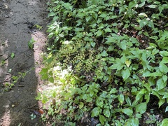 Veratrum parviflorum