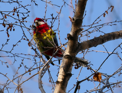 Platycercus eximius