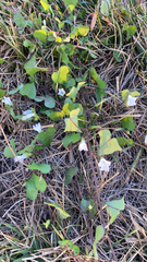 Ipomoea lacunosa