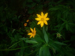 Coreopsis lanceolata