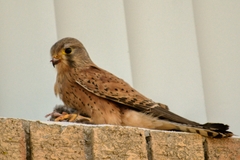 Falco rupicolus