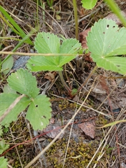 Fragaria viridis