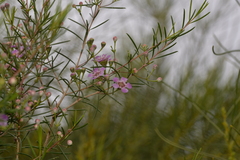 Chamelaucium uncinatum