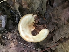 Lactarius psammicola