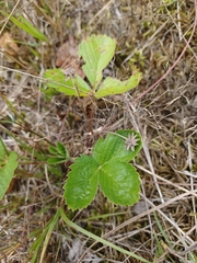 Fragaria viridis