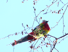Platycercus eximius