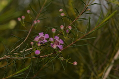 Chamelaucium uncinatum