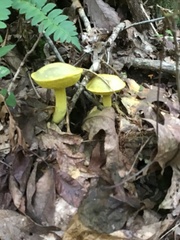 Retiboletus
