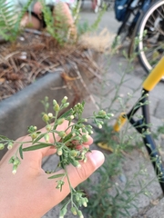 Erigeron sumatrensis