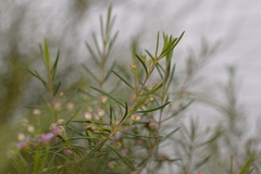 Chamelaucium uncinatum