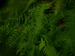 Dennstaedtia punctilobula