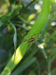 Neoscona theisi