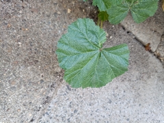 Malva neglecta