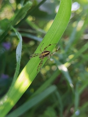 Neoscona theisi