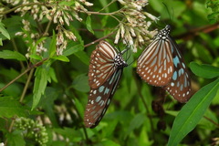 Ideopsis similis