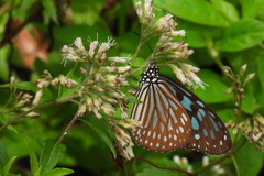Ideopsis similis